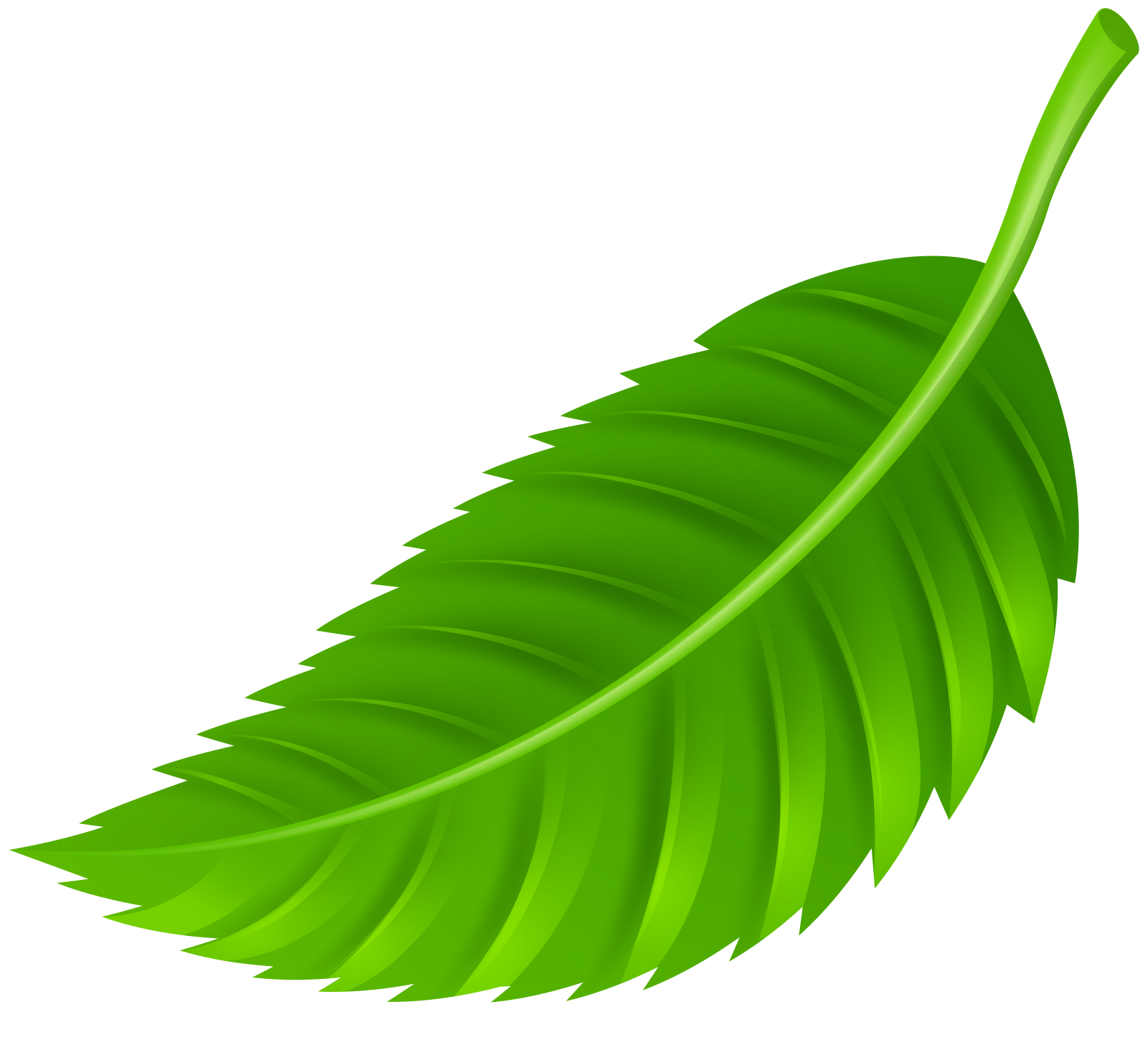 a green leaf on a white background