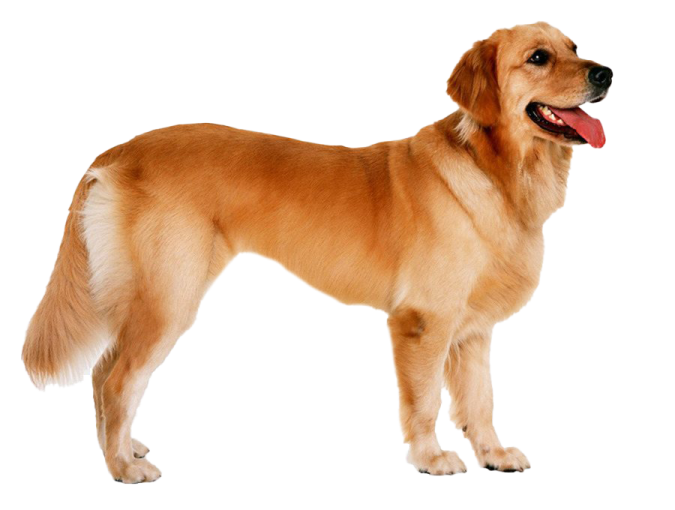 the dog is brown