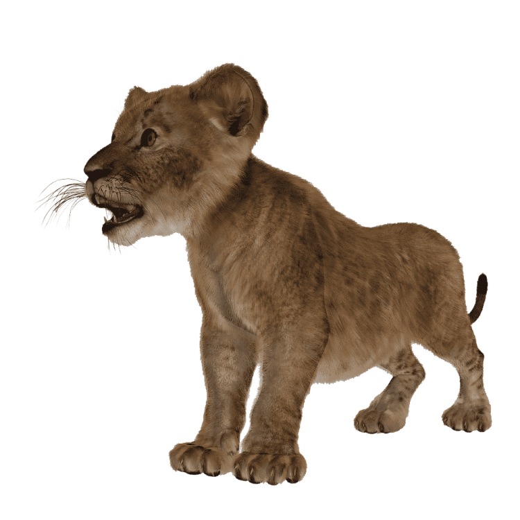 a small lion cub standing on its hind