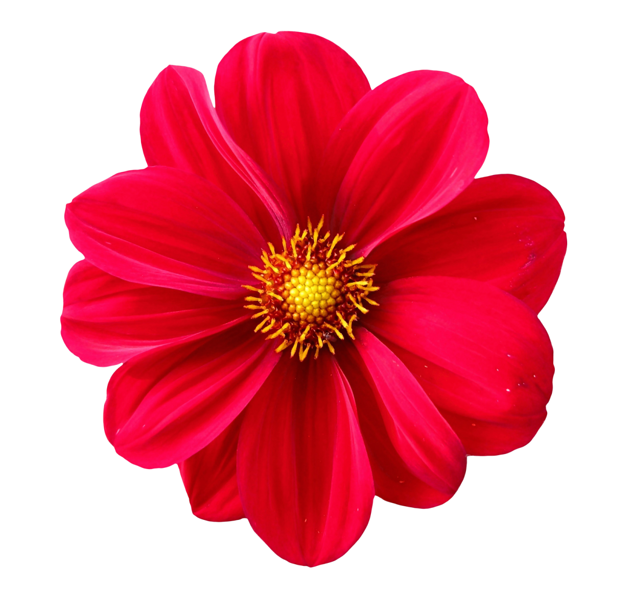 a red flower on a white background