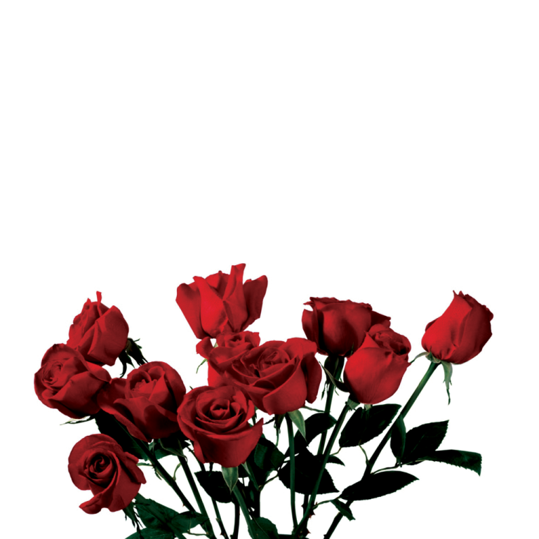 a bouquet of red roses on a white background