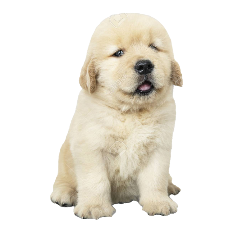 a puppy sitting on the ground with its mouth open