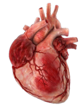an image of the human heart