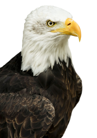 a bald eagle looking at the camera