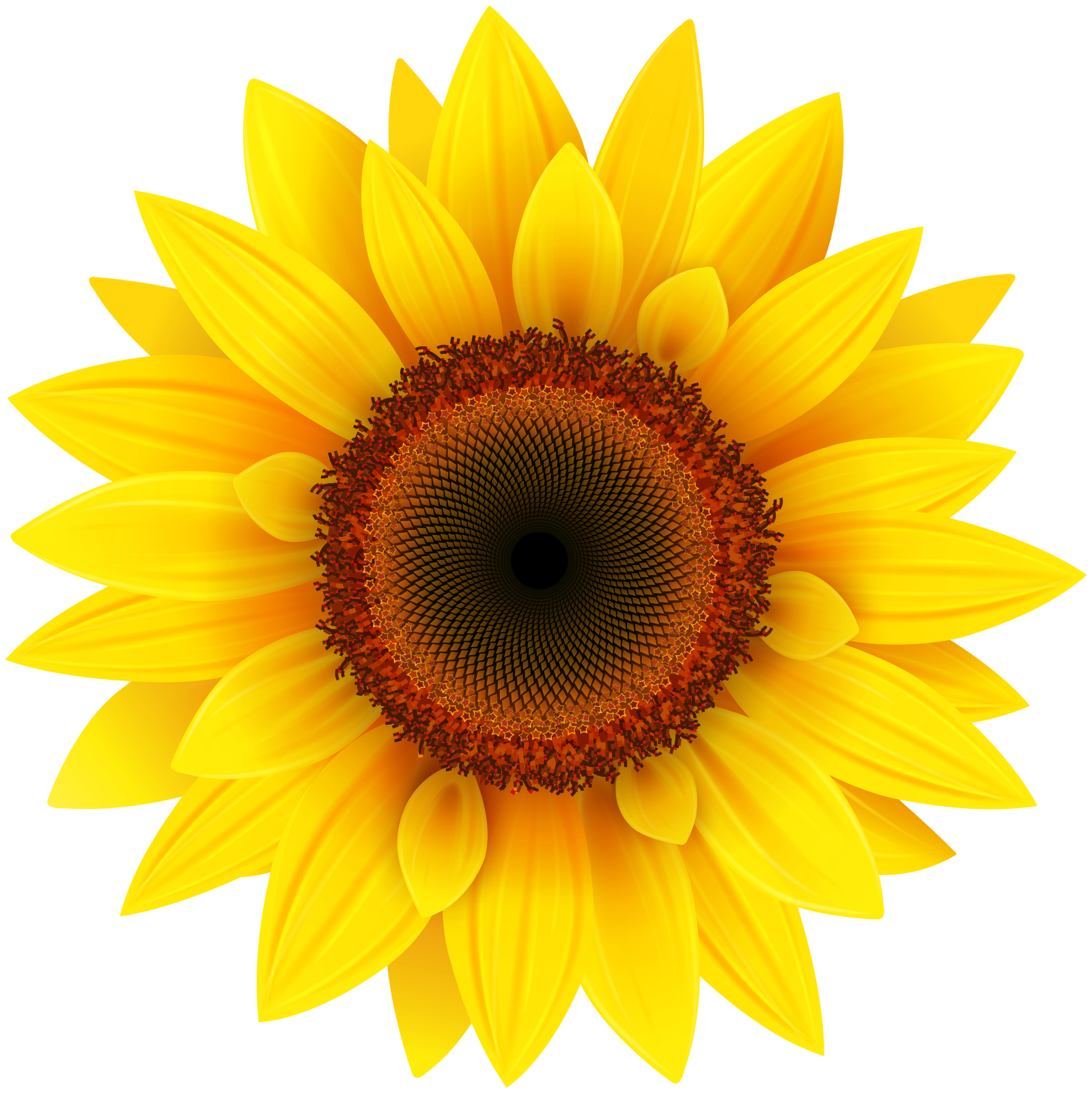 a sunflower on a white background