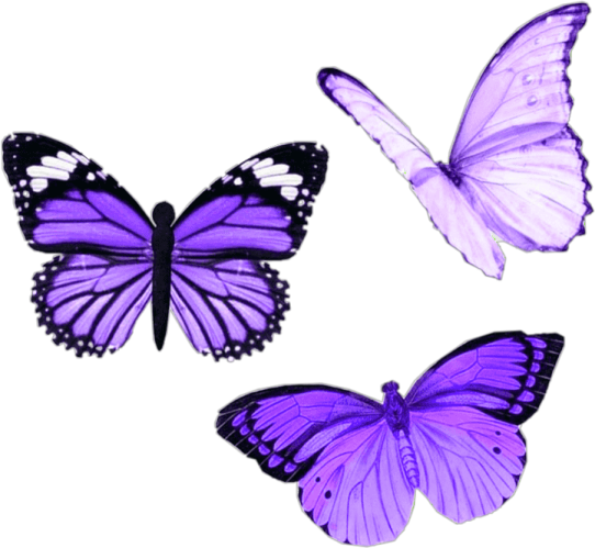 three purple butterflies on a white background