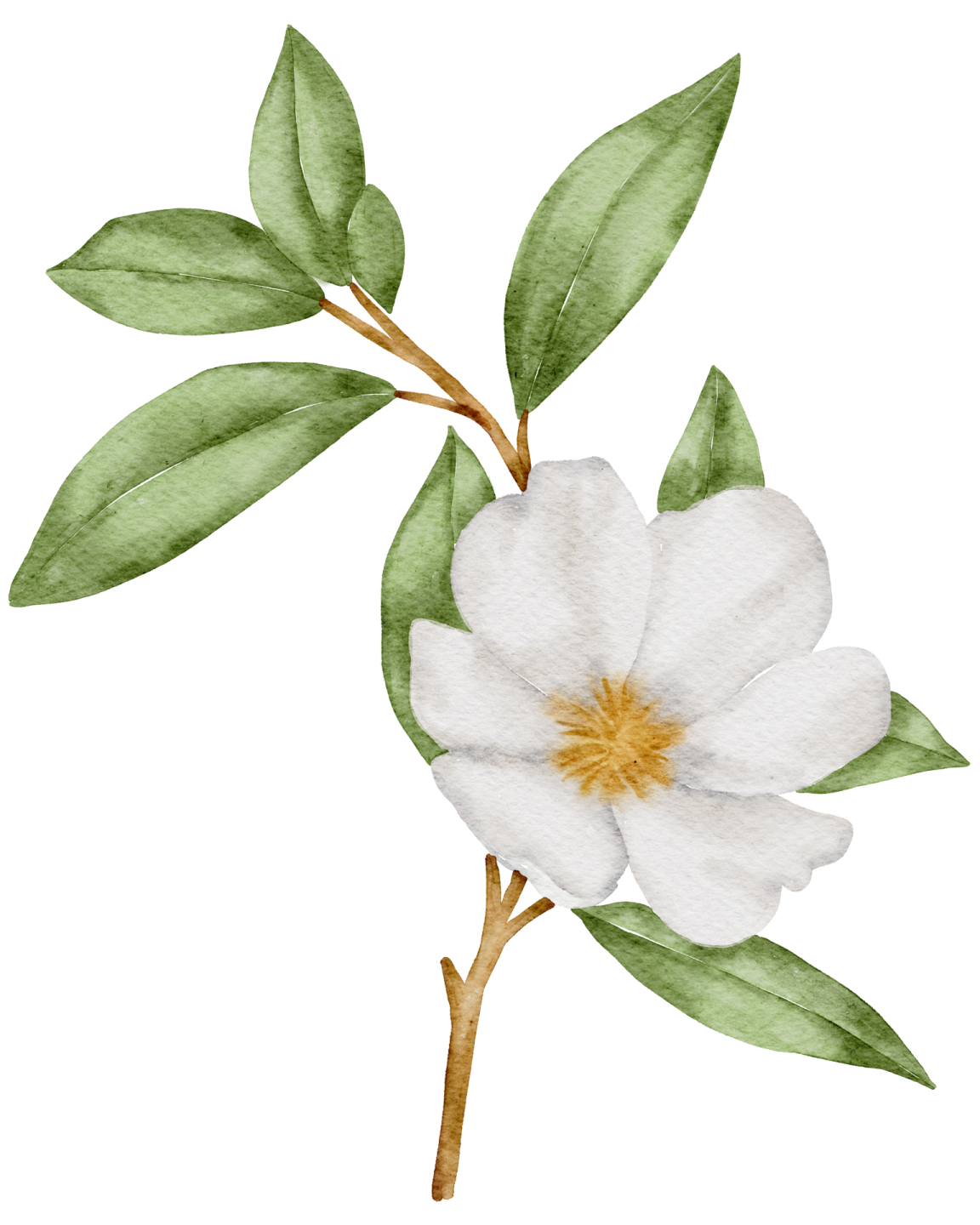 a white flower with green leaves