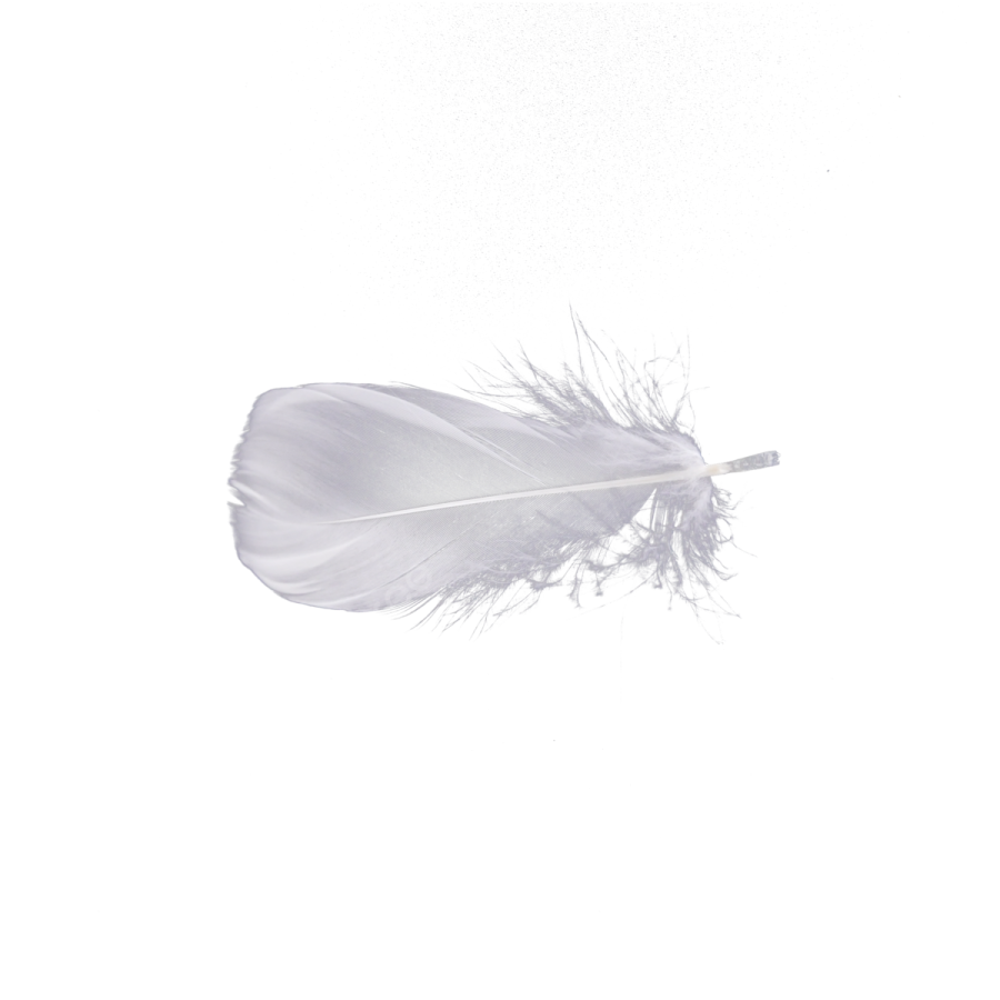 an image of a feather on a white background
