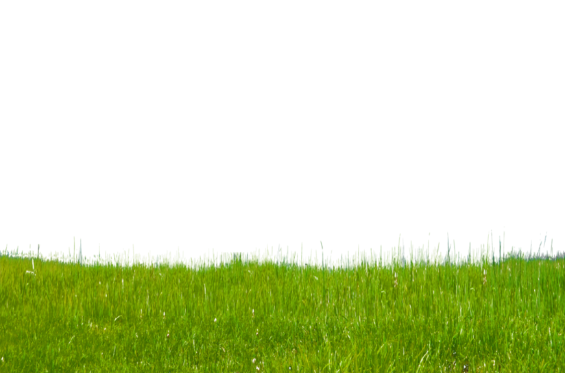 green grass on white background