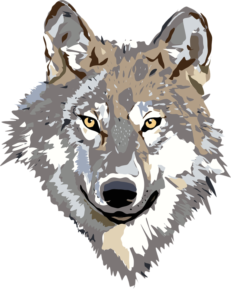 a drawing of a wolf's face
