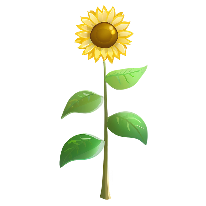 a sunflower on a white background