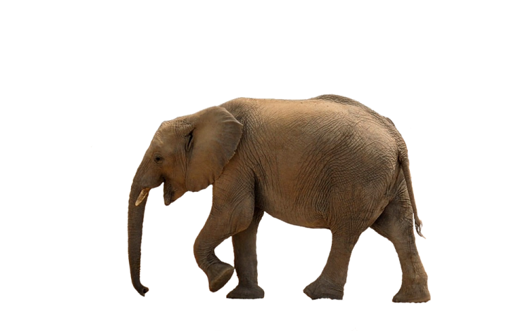 an elephant walking on a white background