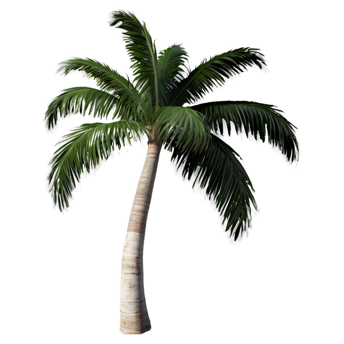 a palm tree on a white background