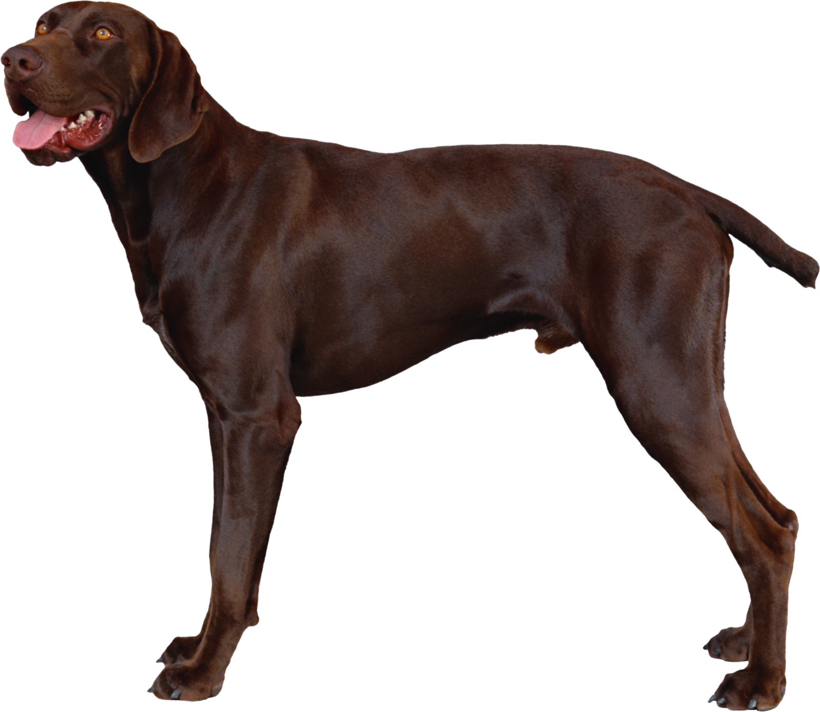 a large brown dog standing on a white background