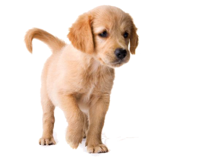 a small brown puppy standing on a white background