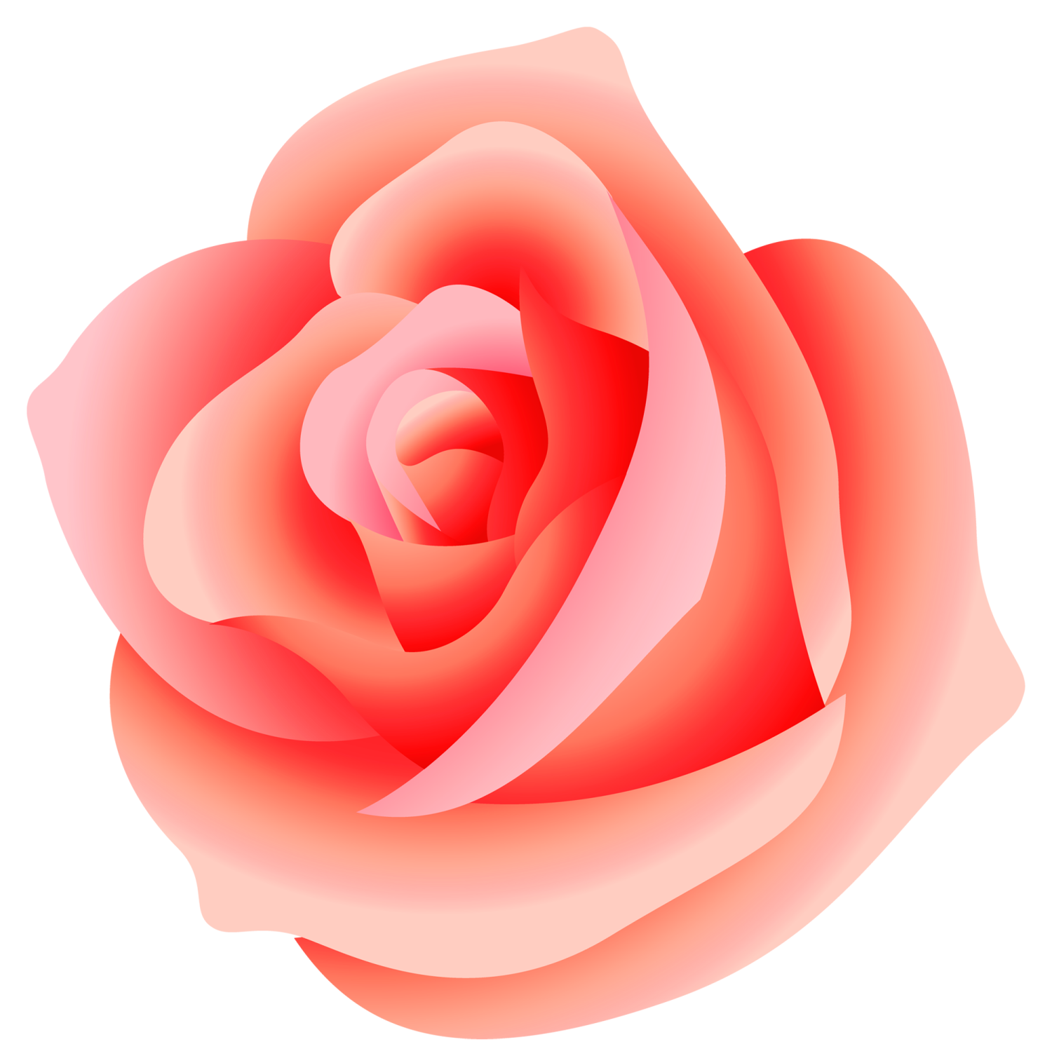 a rose flower on a white background
