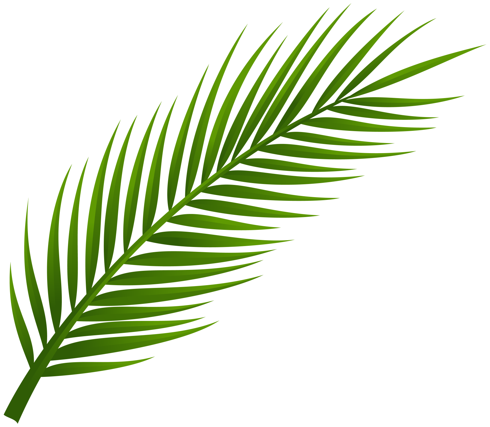 a palm leaf on a white background