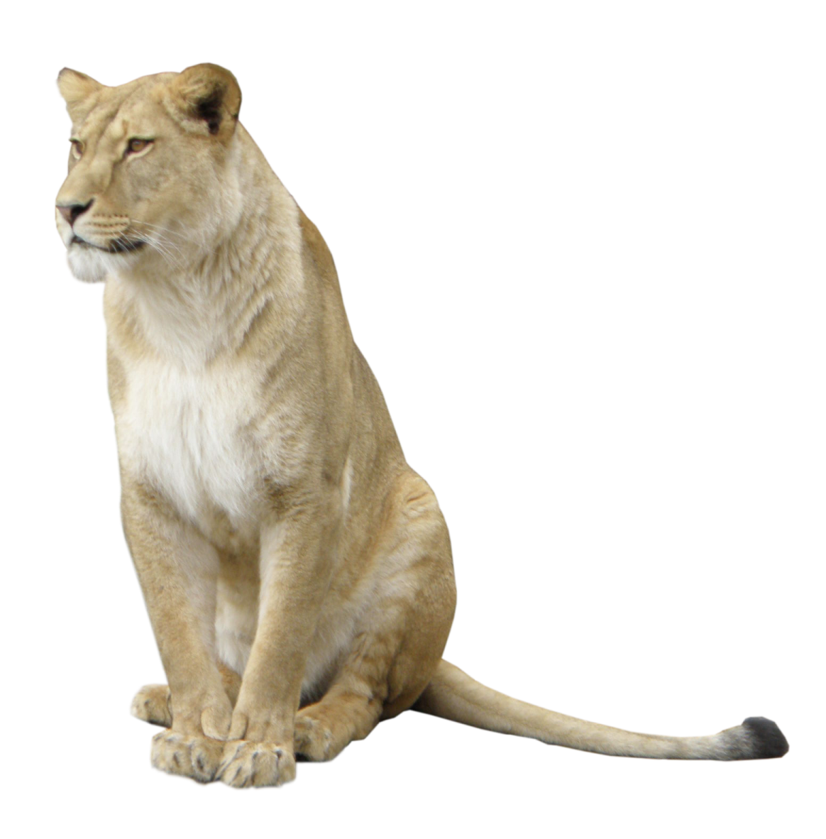 a lion sitting on the ground