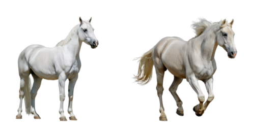 two white horses on a white background