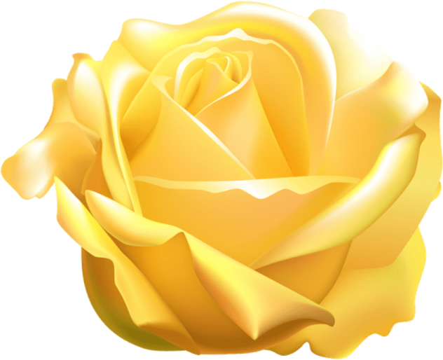 a yellow rose on a white background