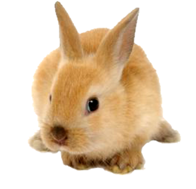 a small rabbit is sitting on the ground