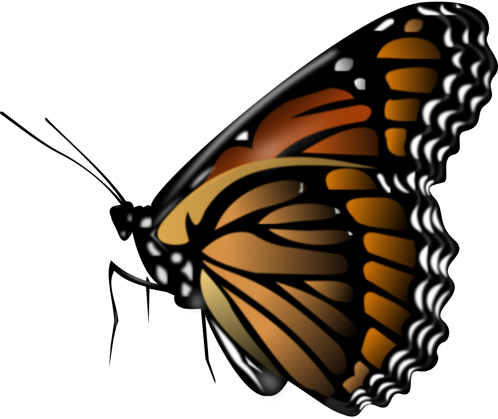 a monarch butterfly on white background