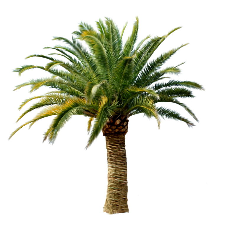 a palm tree on a white background