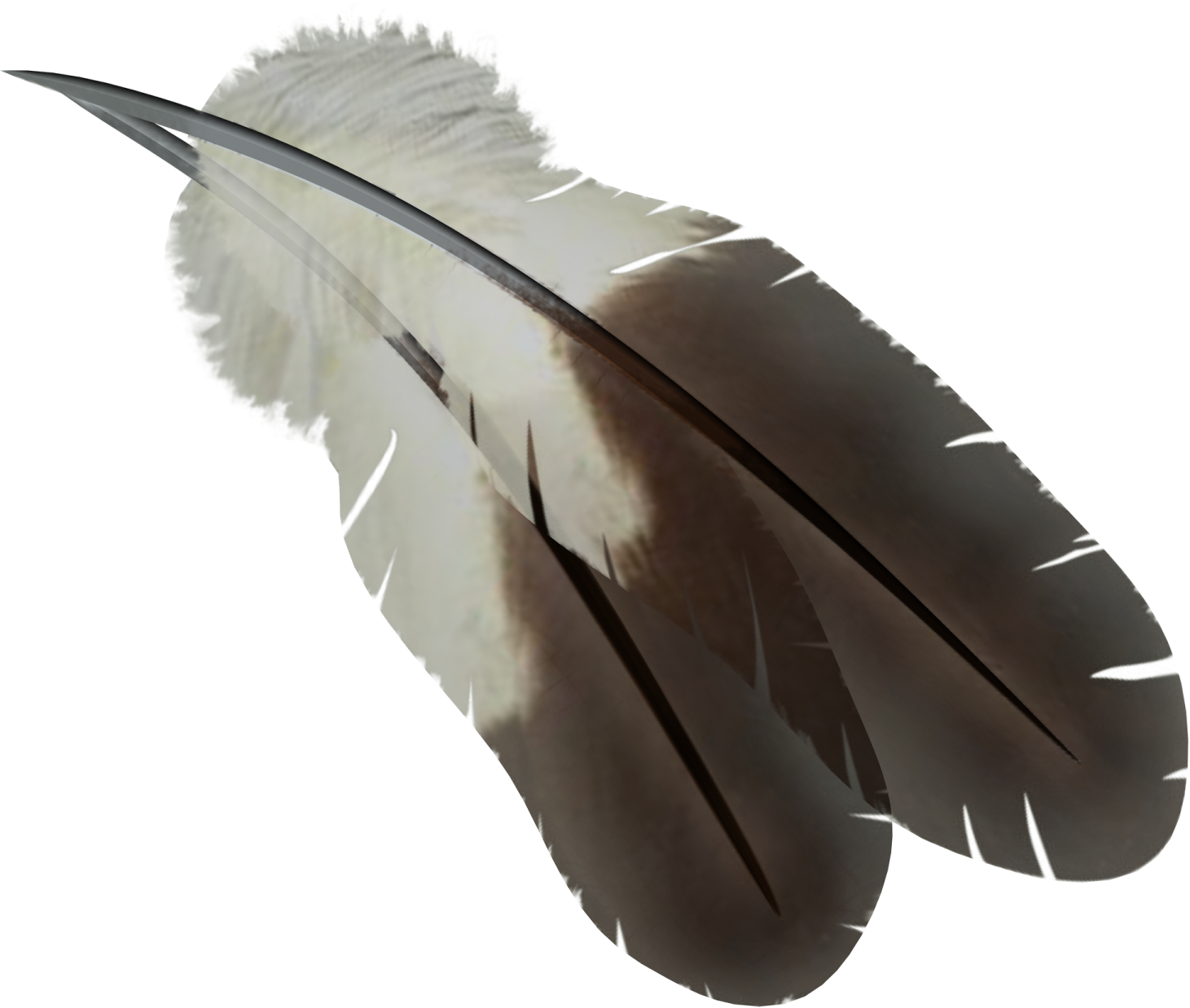 a feather on a white background