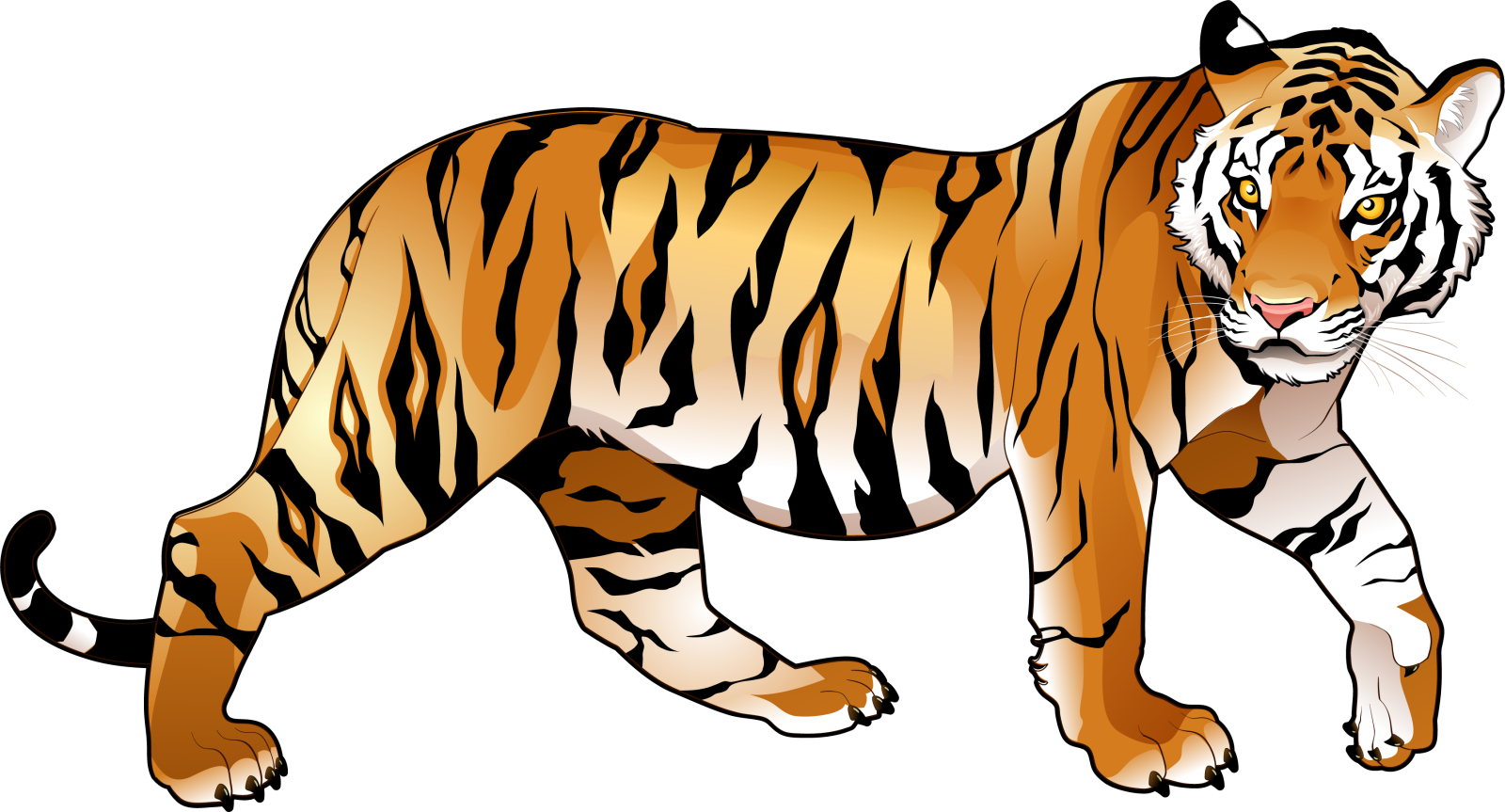 a tiger walking on a white background