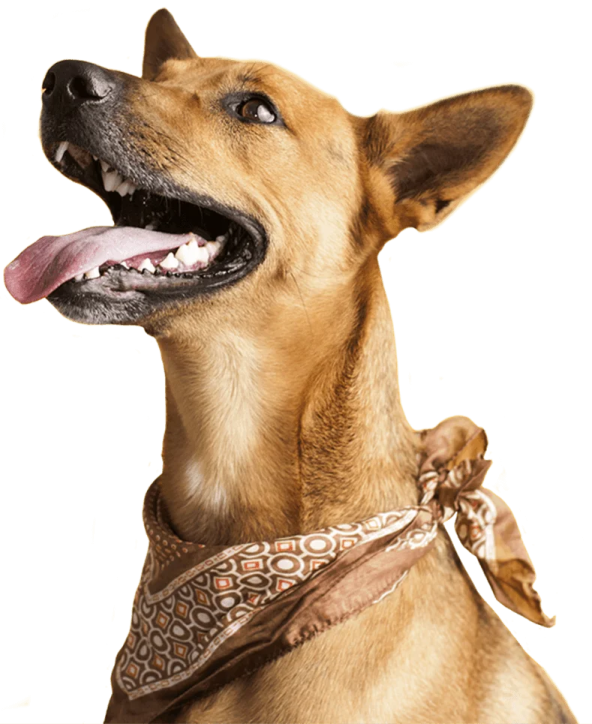a dog with its mouth open and tongue out