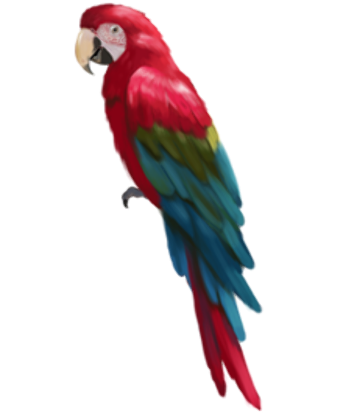 a red parrot sitting on top of a tree branch