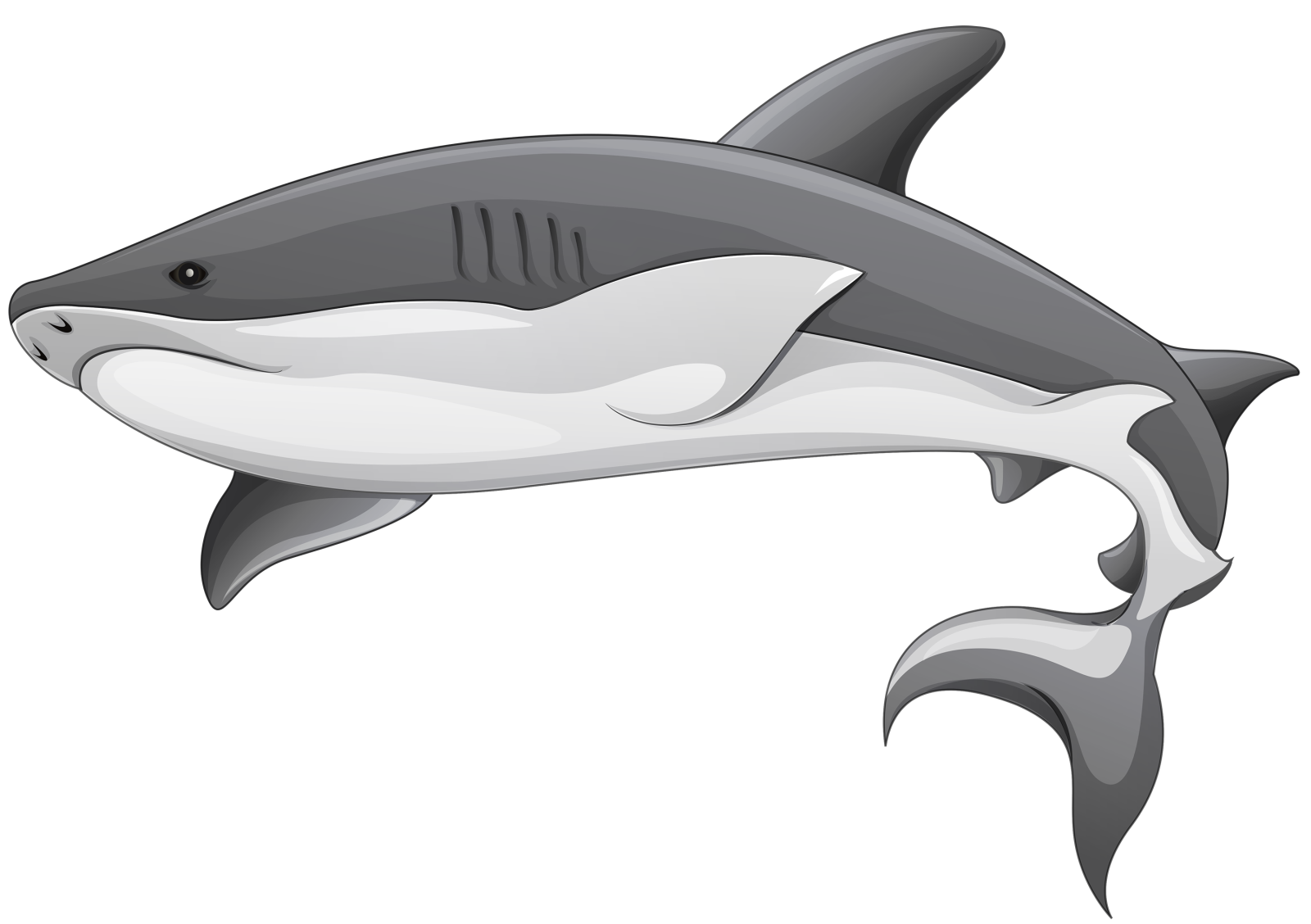 a shark on a white background