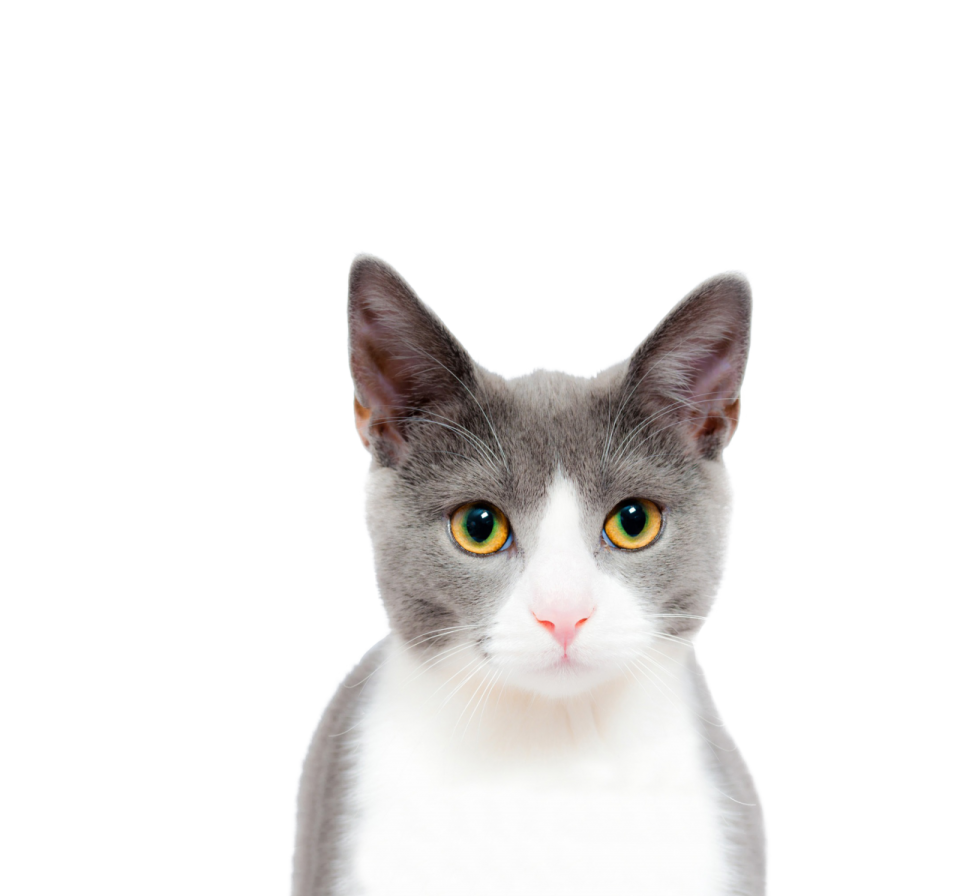 a gray and white cat looking at the camera
