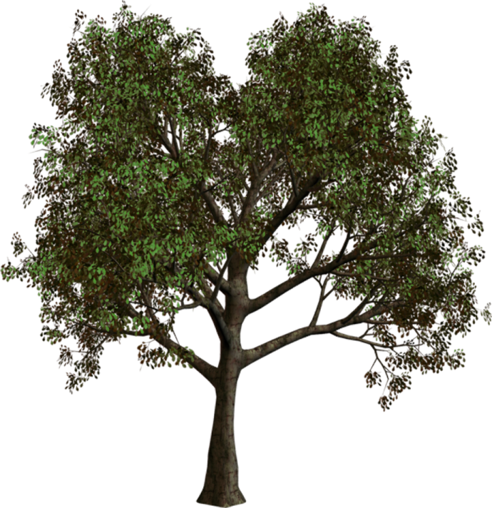 a tree with green leaves on it