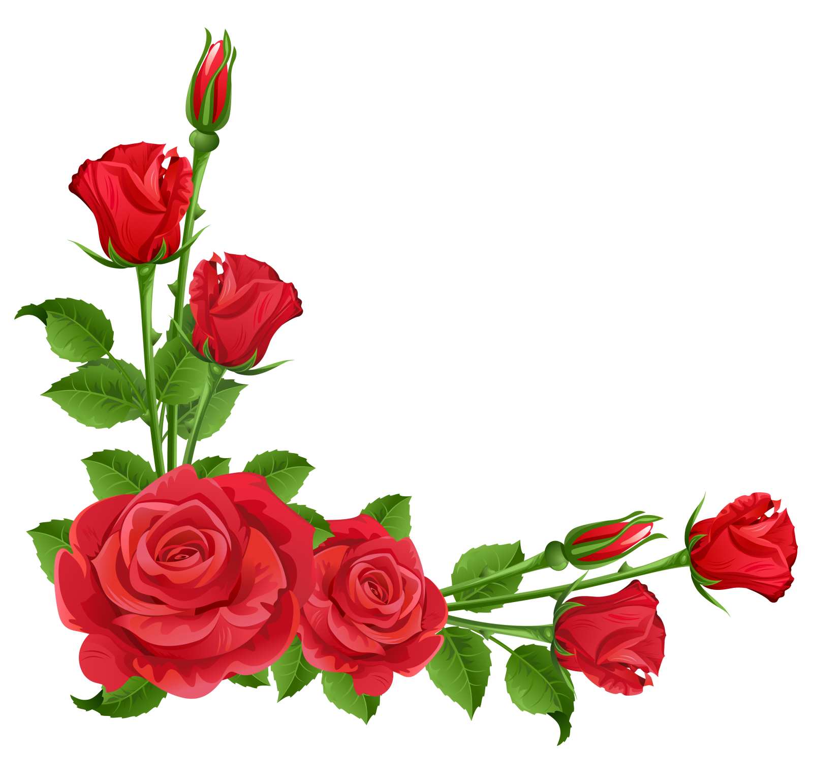 a bouquet of red roses on a white background