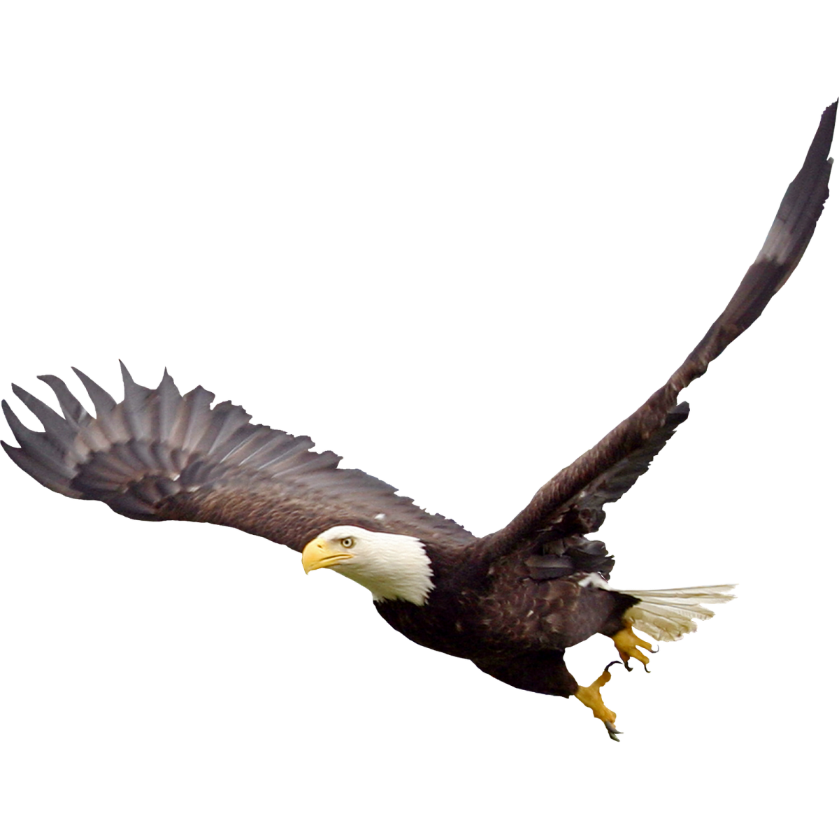 an eagle flying in the air with its wings spread