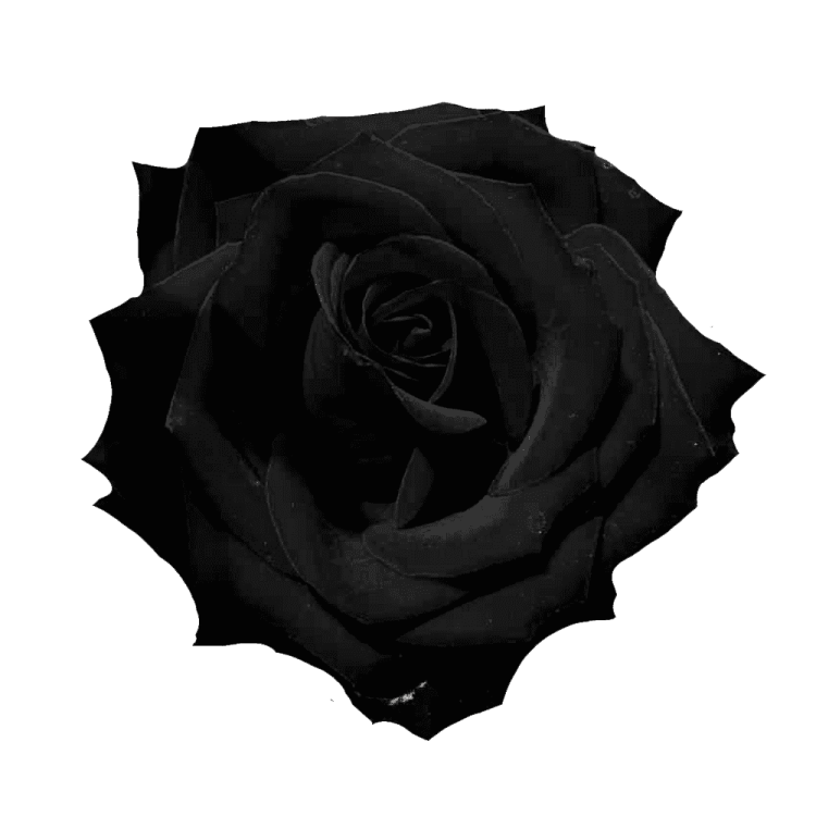 a black rose on a white background