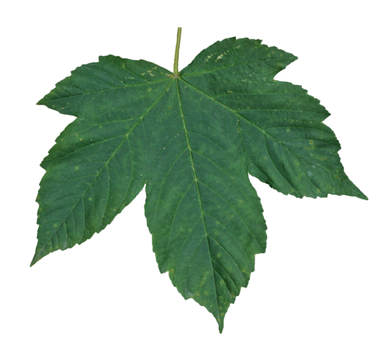 a green leaf on a white background
