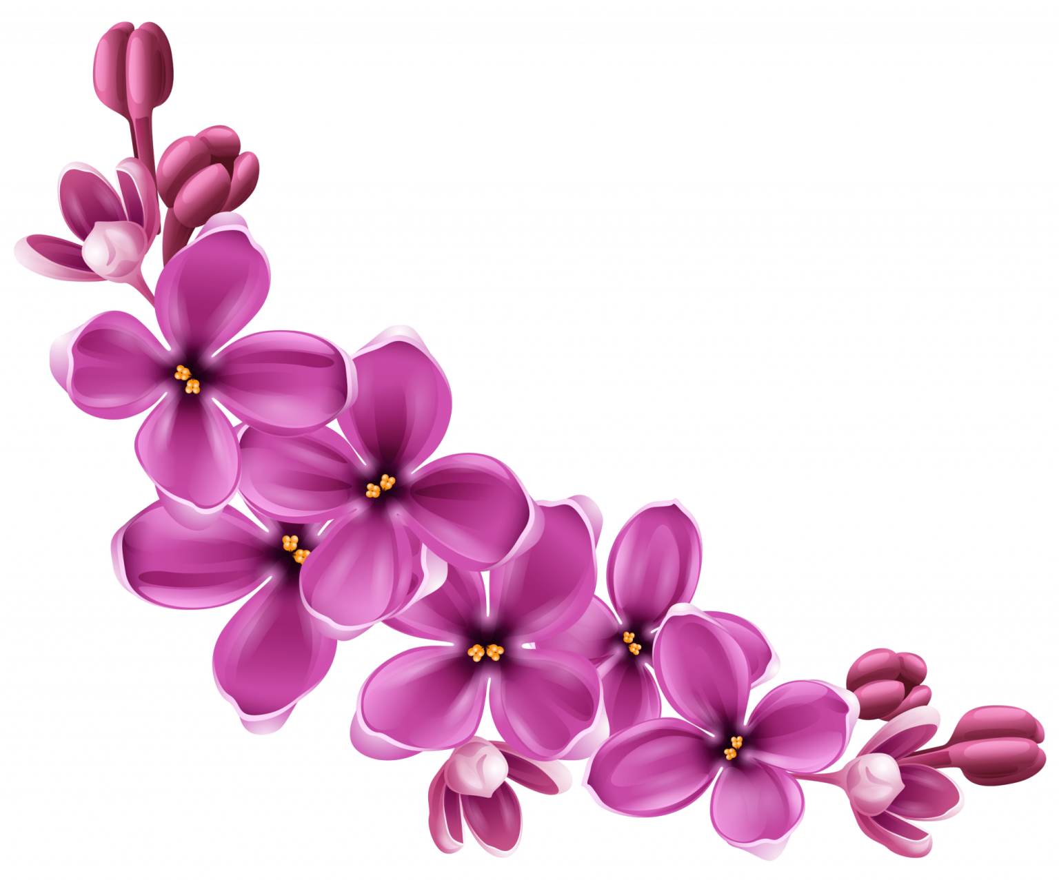 purple flowers on a white background