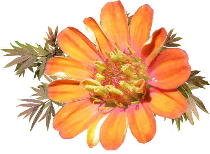 an orange flower with green leaves on it