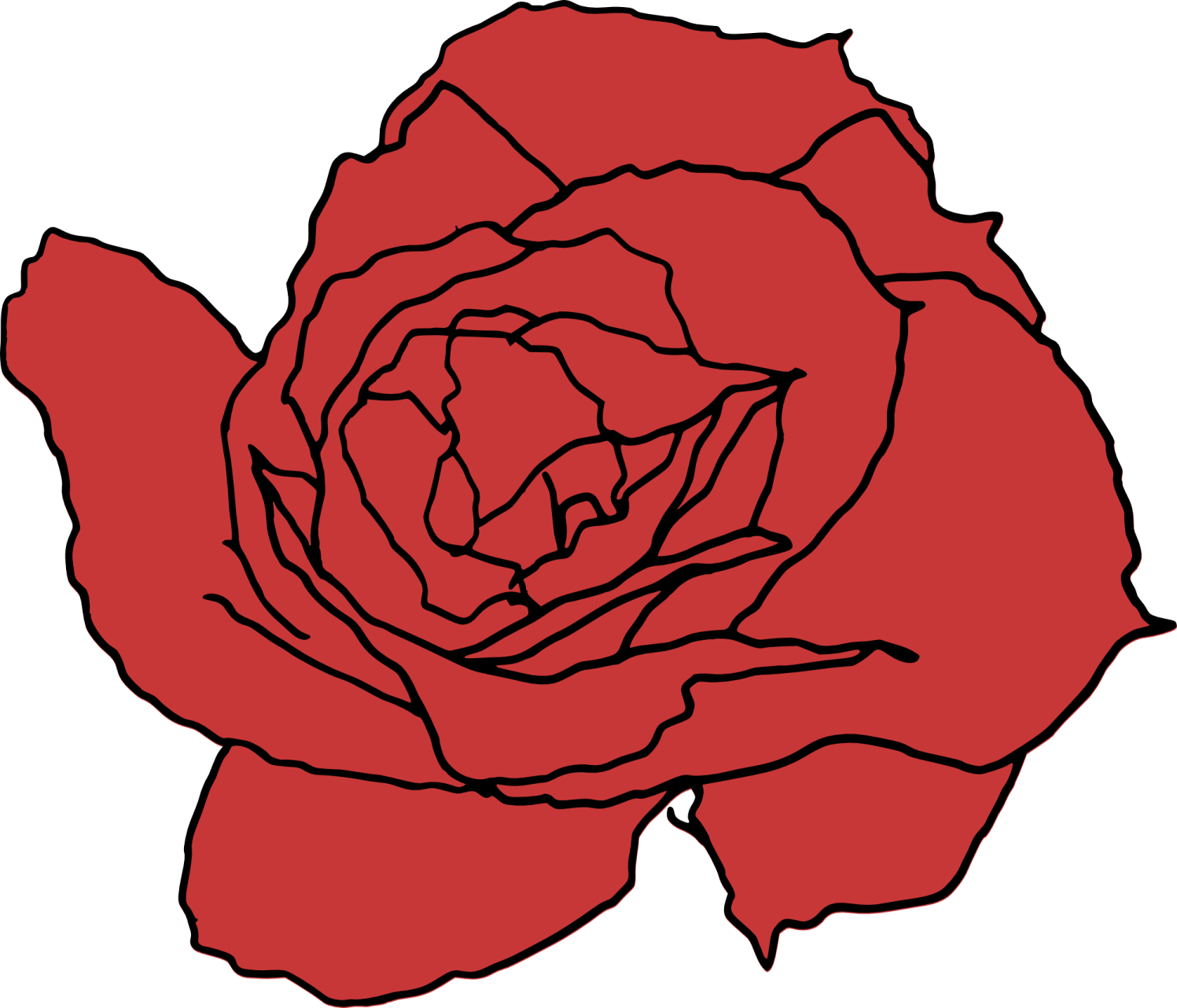 a red rose on a white background