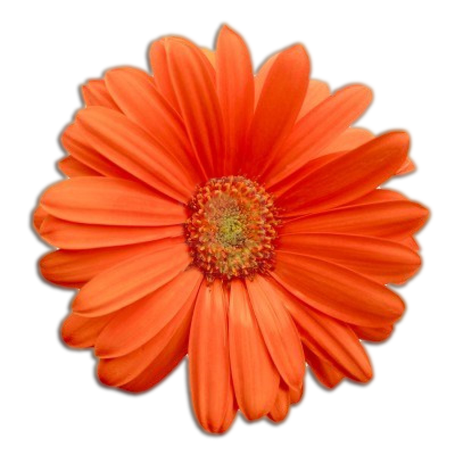 an orange flower on a white background