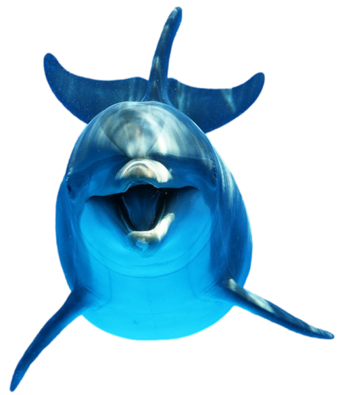 a dolphin with its mouth open in the water