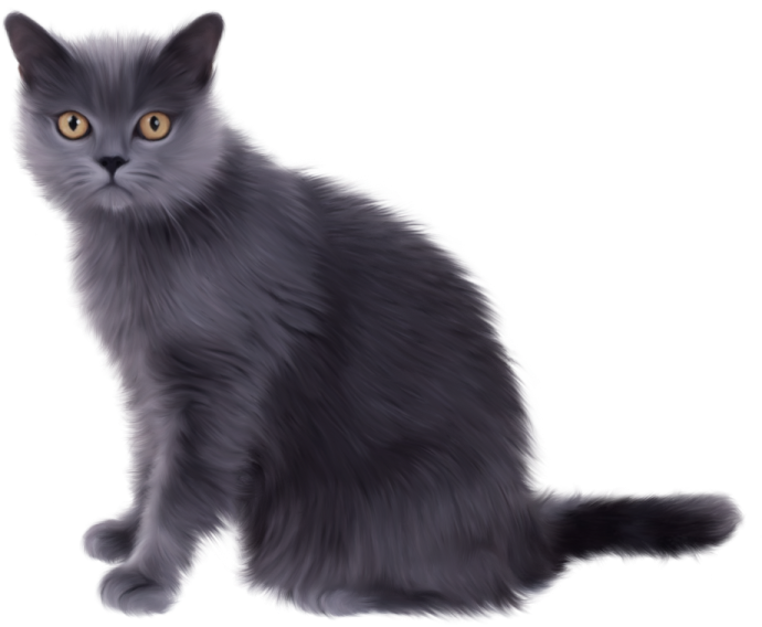 a black cat sitting down and looking at the camera