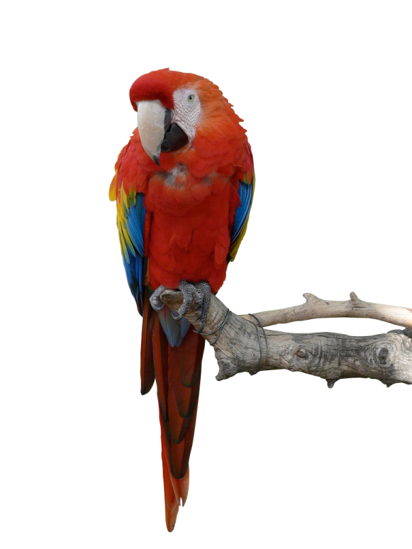 a red and yellow parrot perched on a branch