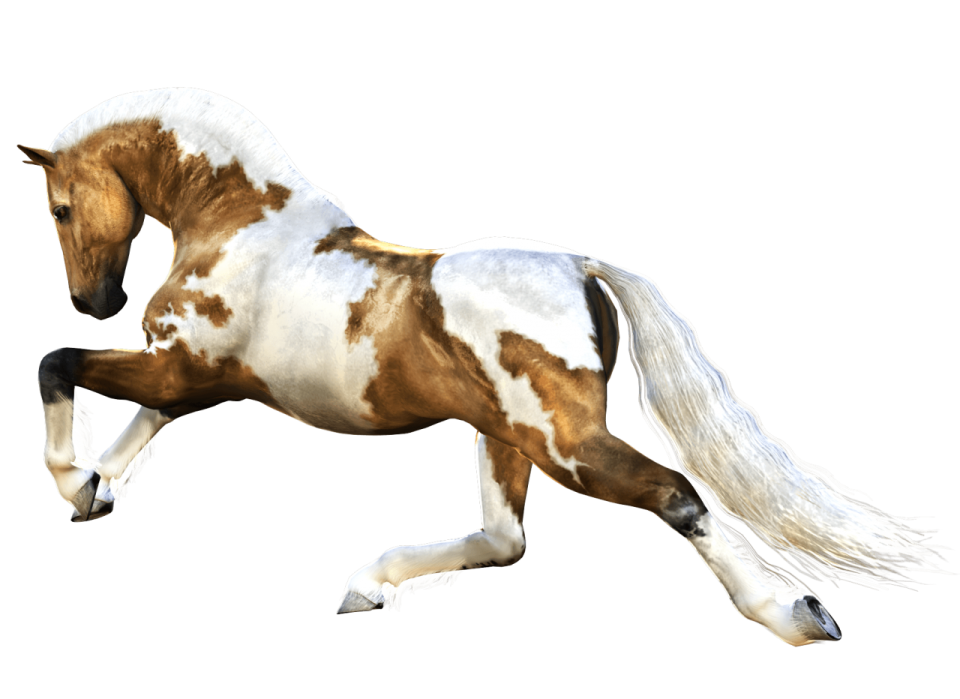a brown and white horse is galloing