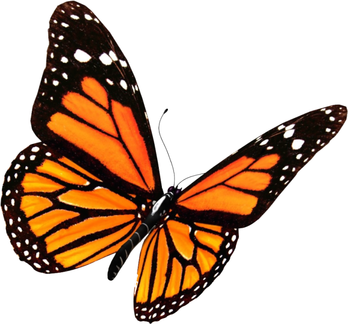 a monarch butterfly on a white background