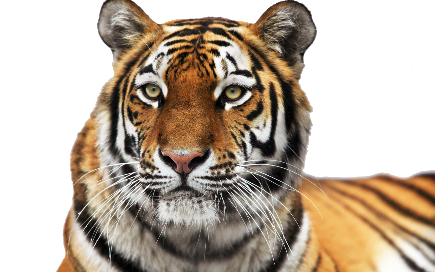 a close up of a tiger's face