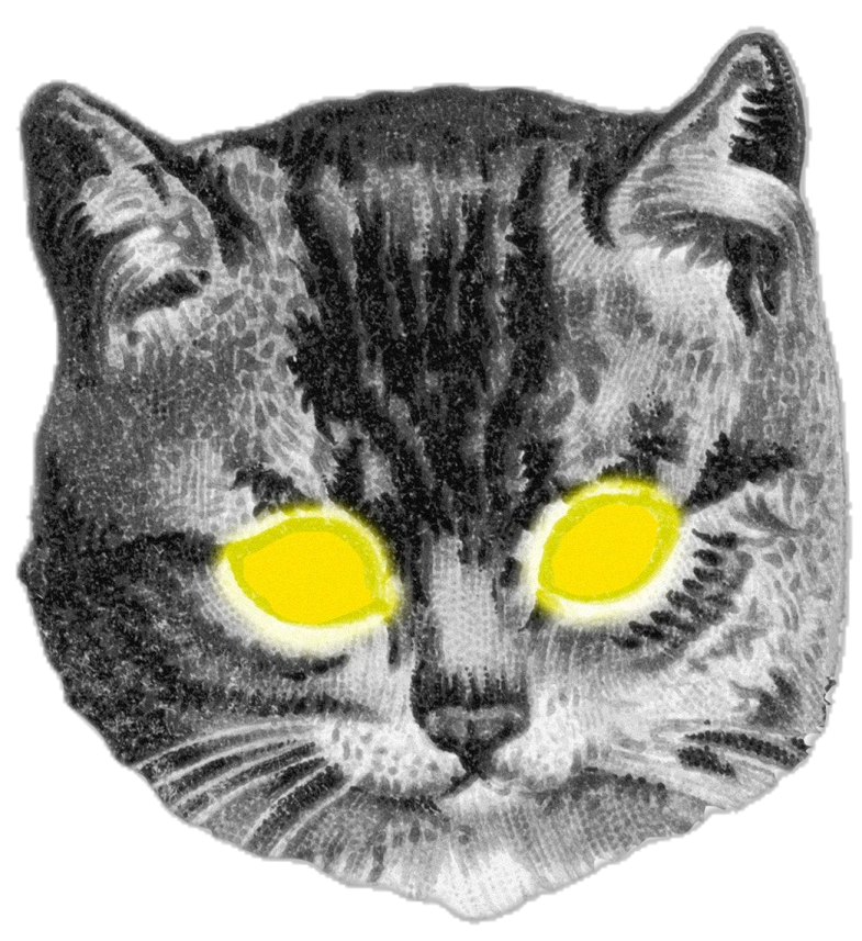 a black and white cat with yellow eyes