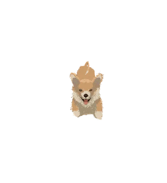a small dog on a white background
